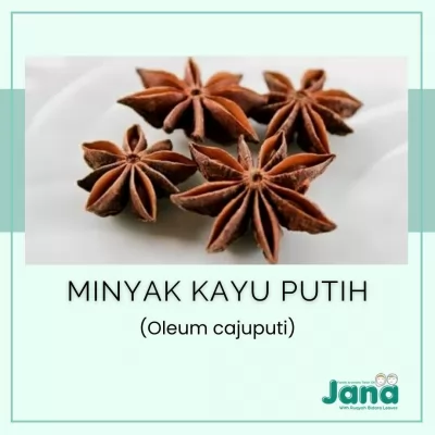 Sejarah Minyak Kayu Putih Manfaat, dan Penggunaannya dalam Pengobatan Tradisional